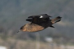 Stercorarius chilensis