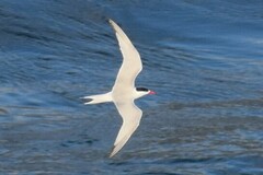 Sterna hirundinacea