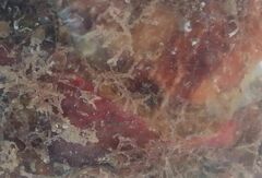 Cradoscrupocellaria reptans