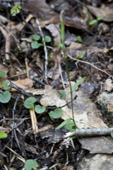 Pterostylis alobula