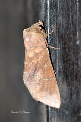 Hapigia simplex
