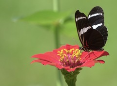 Heliconius antiochus