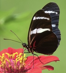 Heliconius antiochus