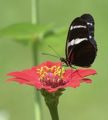 Heliconius antiochus