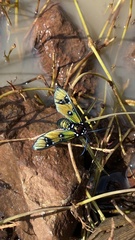 Chrysocale principalis