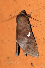 Hapigia simplex