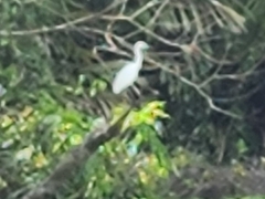 Egretta caerulea