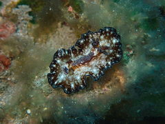 Discodoris boholiensis
