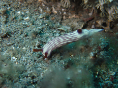 Hypselodoris maridadilus