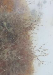 Savignyella lafontii