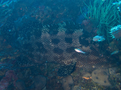 Epinephelus miliaris