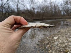 Lasmigona complanata