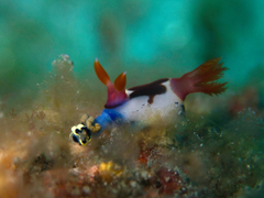 Nembrotha chamberlaini