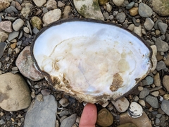 Lasmigona complanata