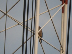 Melanerpes aurifrons