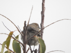 Setophaga coronata