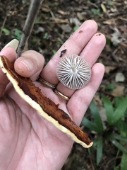 Marasmiellus