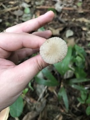Marasmiellus