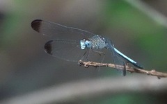 Uracis imbuta