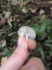 Marasmiellus