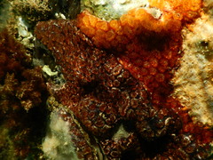 Botryllus schlosseri