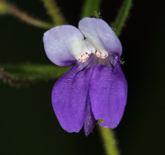 Collinsia linearis