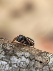 Zenodorus orbiculatus