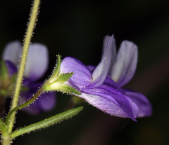Collinsia linearis