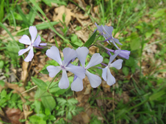 Phlox divaricata
