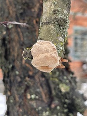 Phellinus pomaceus
