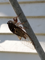 Megatibicen resonans