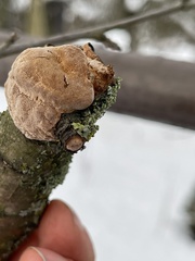 Phellinus pomaceus