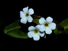 Myosotis forsteri