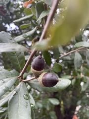 Quercus oblongifolia