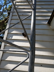 Megatibicen resonans