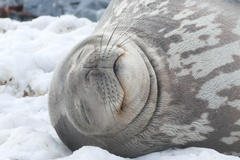 Leptonychotes weddellii