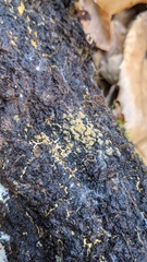 Botryobasidium