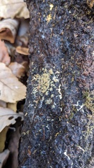 Botryobasidium
