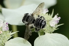 Litomegachile