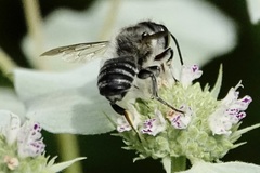 Litomegachile
