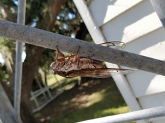 Megatibicen resonans