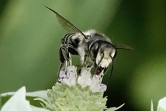 Litomegachile