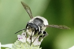 Litomegachile