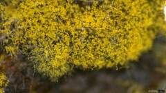 Botryobasidium