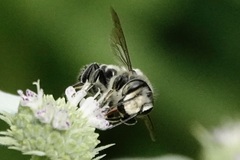 Litomegachile