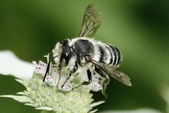 Litomegachile