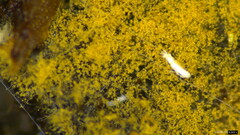 Botryobasidium
