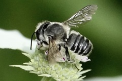 Litomegachile