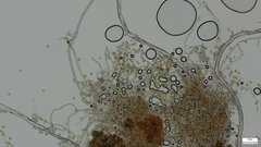 Botryobasidium