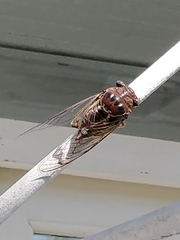 Megatibicen resonans